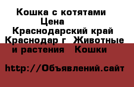 Кошка с котятами › Цена ­ 10 - Краснодарский край, Краснодар г. Животные и растения » Кошки   
